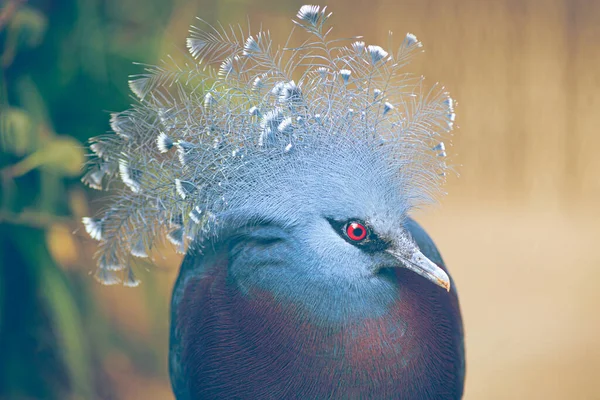 빅토리아는 파푸아뉴기니 지대에서 아름다운 모양의 비둘기 인가우라 비토리아 Goura Victoria — 스톡 사진