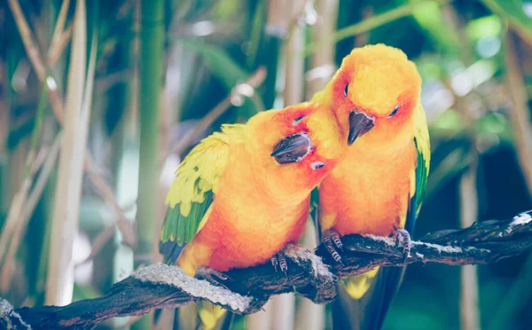 Close Sun Parakeets Couple Sun Conures Hugging Each Other Real — Stock Photo, Image