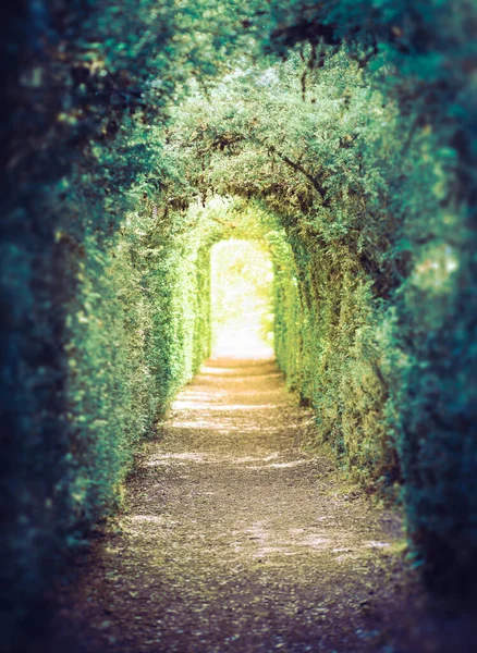 Yeşil Tünel Işığa Çıkan Ağaçlar Tüneli Gerçek Fotoğrafçılık — Stok fotoğraf