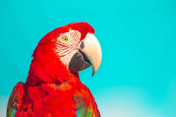 Pássaro Vermelho Arara Escarlate Sobre Fundo Azul — Fotografia de Stock