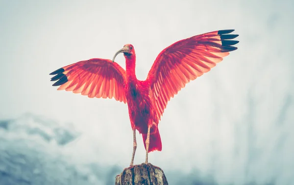 Majestuoso Pájaro Rojo Escarlata Ibis Eudocimus Ruber Alas Rojas Extendidas —  Fotos de Stock