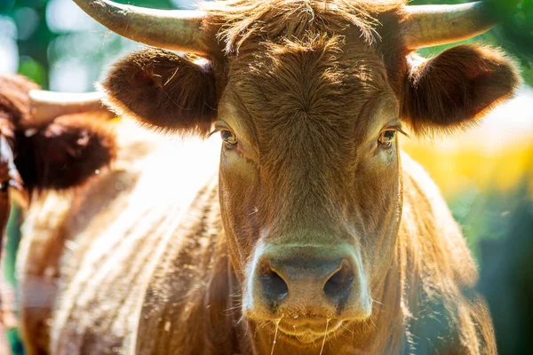 Porträt Ausdrucksstarker Roter Salers Oder Limousinen Kuh Die Direkt Die — Stockfoto