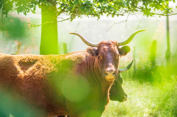 Red Salers Koeien Waargenomen Door Verlicht Gebladerte Een Echte Traditionele — Stockfoto