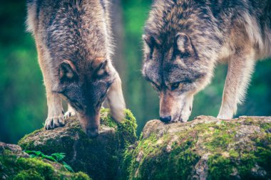 Ormanda avını izleyen iki gri kurt (Canis Lupus) olarak da bilinir. Fotoğraf Fransa 'da çekildi