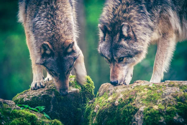 Dwa Wilki Canis Lupus Znane Również Jako Wilki Leśne Obserwujące — Zdjęcie stockowe