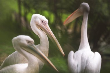 Üç Amerikan beyaz pelikan grubu (pelecanus erythrorhynchos). Fotoğraf doğada çekilmiştir.