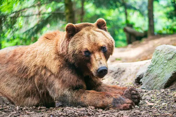 Słodki Niedźwiedź Leżący Ziemi Obserwujący Cię Lesie Jodły Fotografia — Zdjęcie stockowe
