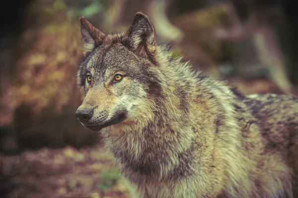 Grey Wolf Prowling Forest Dark Brown Photography — Stock Photo, Image