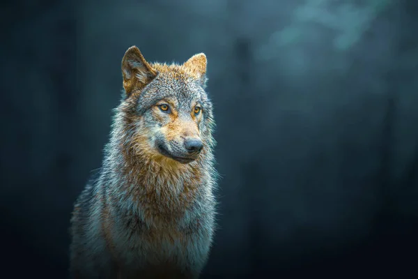 Wilk Szary Canis Lupus Znany Również Jako Wilk Drzewny Izolowany — Zdjęcie stockowe