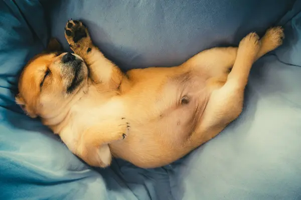위에서 태어난 강아지 — 스톡 사진