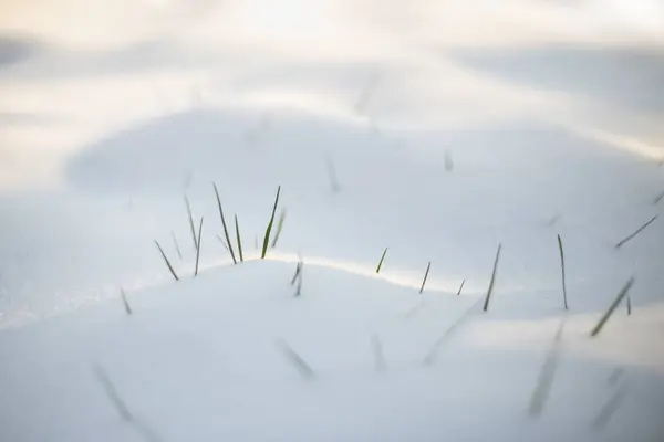 Hierba Primaveral Emergiendo Nieve Blanca —  Fotos de Stock