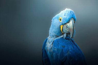 Büyük mavi papağan, Hyacinth Macaw, koyu arkaplanda nadir bulunan mavi kuş fotoğrafçılığı.