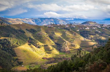 Teraslı tarlaların üzüm bağları olan Douro Vadisi. Fotoğraf: İlkbaharda Portekiz