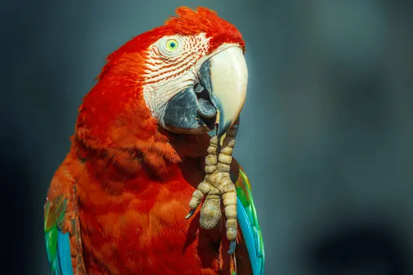 Pájaro Guacamayo Rojo Escarlata Fotografiado Sobre Fondo Oscuro Borroso —  Fotos de Stock