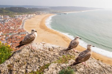 Portekiz 'de sarı bacaklı martılar tarafından gözlemlenen Nazare kasabası ve Atlantik Okyanusu' nun havadan görünüşü