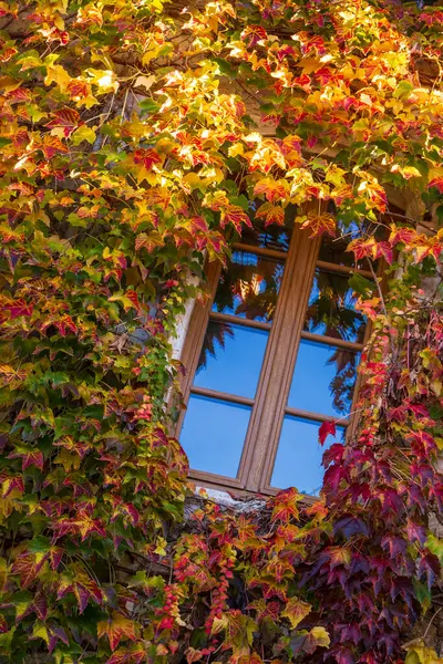 Fenster Umgeben Von Efeureben Mit Herbstlichen Farben Fassade Vertikale Fotografie Stockbild