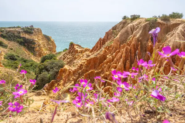 Rotsen Natuur Het Voorjaar Bij Benagil Algarve Portugal Rechtenvrije Stockfoto's