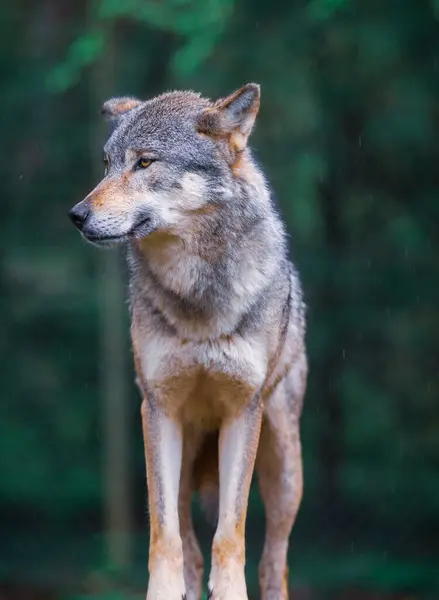 Retrato Vertical Lobo Cinzento Canis Lupus Também Conhecido Como Lobo Fotografia De Stock