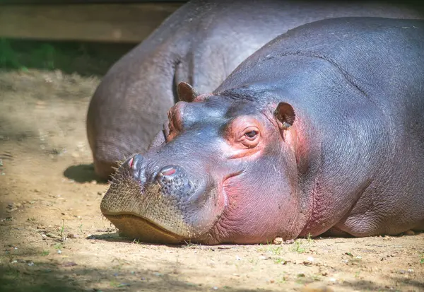 Grande Hipopótamo Olhando Colocando Descansando Zoológico Imagem De Stock