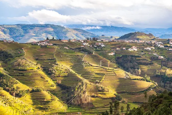 Utsikt Över Dourodalen Med Vingårdarna Terrasserade Fält Fotograferad Våren Portugal — Stockfoto