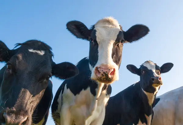 Holstein Αγελάδες Φωτογραφήθηκε Πάνω Από Ένα Μπλε Ουρανό — Φωτογραφία Αρχείου