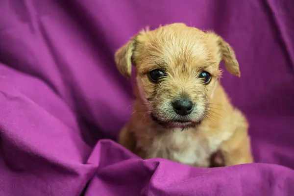 Cute Puppy Folds Purple Fabric — Fotografie, imagine de stoc
