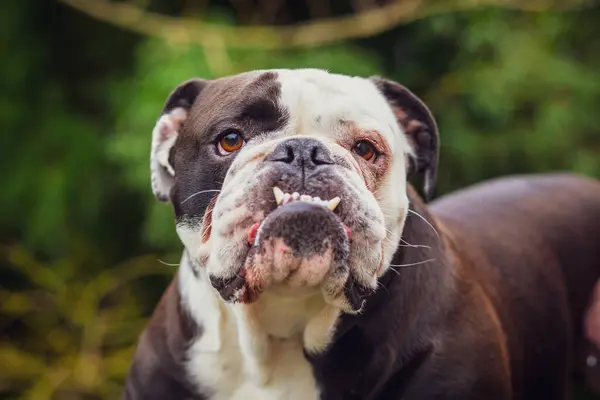 Adorável Bulldogge Inglês Olde Mostrando Suas Presas Fotografia Tirada França — Fotografia de Stock