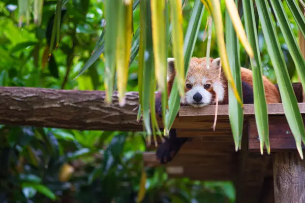 Panda Vermelho Ailurus Fulgens Animal Preguiçoso Bonito Descansando Madeira — Fotografia de Stock