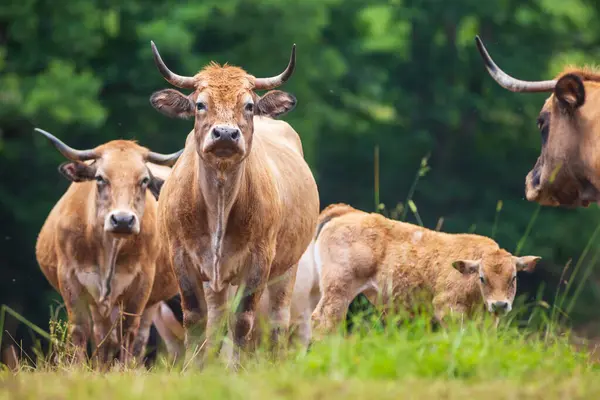 stock image Group of happy Aubrac cows photographed in France in a natural environment