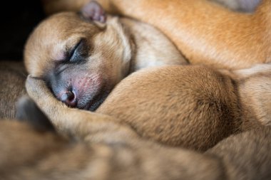 Uyuyan yeni doğmuş kahverengi köpek yavrusu kürkün üzerinde