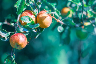 Elma bahçesinde olgun kırmızı elma meyveleri seçici bir odak noktası ve bulanık bir arka planı var.