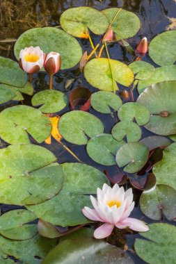 Aveyron 'daki Bozouls yakınlarındaki karanlık gölde açan pembe su zambağı veya nilüfer çiçekleri.
