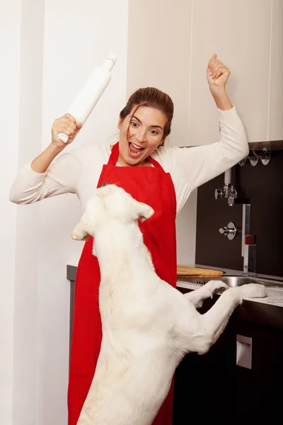 Baking Christmas Cookies While Dog House Trying Eat Cookies — Stock Photo, Image