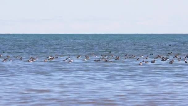 夏天的一天 一群野鸭在伊塞克湖的水面上游动 实时录像 — 图库视频影像