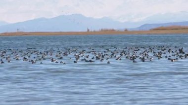 a flock of wild ducks swims on the surface of the Issyk-Kul lake with mountains in the background at summer day, realtime footage.