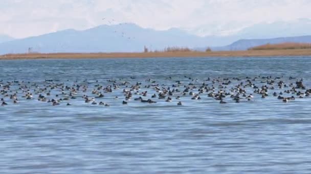 夏天的一天 一群野鸭在伊塞克湖的水面上游动 背景是群山 实时录像 — 图库视频影像