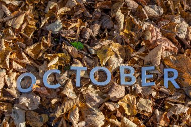 ECTOBER sözcüğü gümüşten metal harflerle yazıldı Sonbahar ormanı zemininde doğrudan güneş ışığı altında dökülen yapraklara.