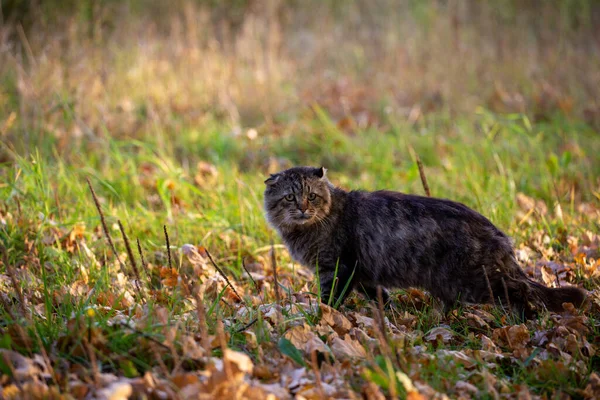 Dziki Domowe Brudne Kudłaty Pręgowany Kot Jesień Liście Pokryte Ziemia — Zdjęcie stockowe
