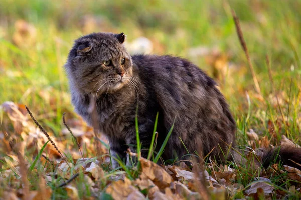 Wilde Häusliche Schmutzige Struppige Gestromte Katze Auf Herbstblättern Bedeckt Boden — Stockfoto