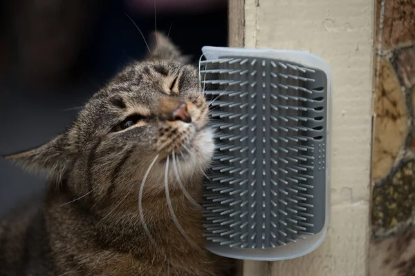 domestic tabby cat rubs her head against wall-mounted plastic cat self grooming corner cover, closeup