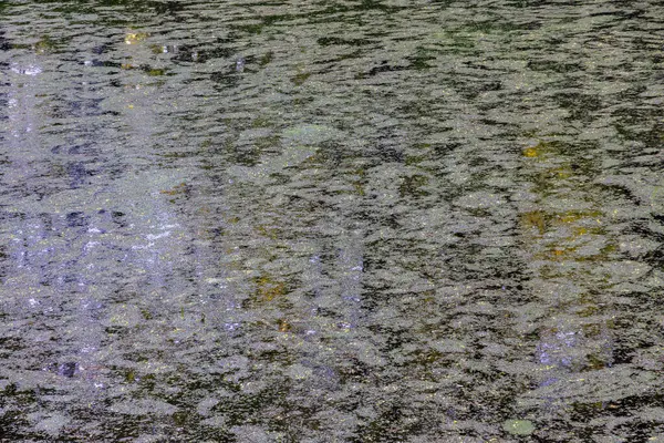 Die Oberfläche Des Kleinen Teiches Ist Mit Wasserlinsen Und Algenflecken — Stockfoto