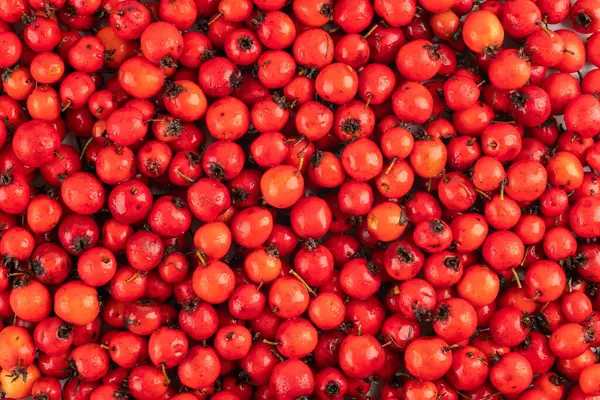 红山楂浆果堆成完整的框架背景和质感 图库图片