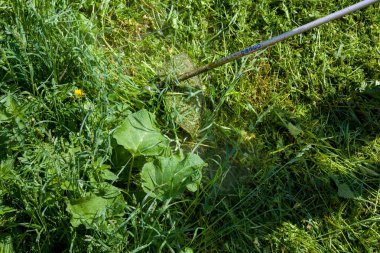 Güneşli bir günde çimenleri buduyor.