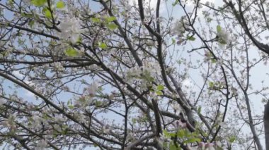 Güneşli bahar gününde, ağacın altından yukarı bakan, yavaş çekimde çiçek açan elma ağacı.
