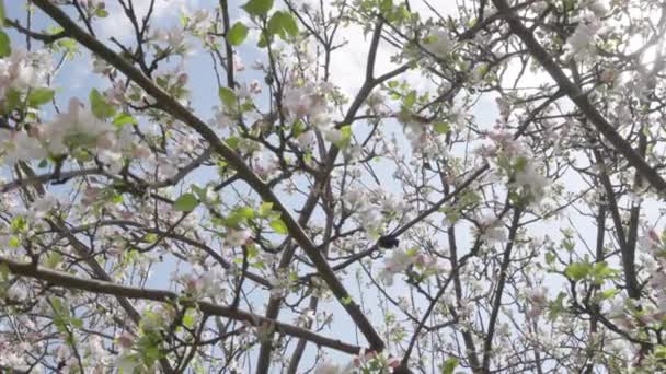 Pohon Apel Mekar Musim Semi Yang Cerah Dalam Gerakan Lambat — Stok Video
