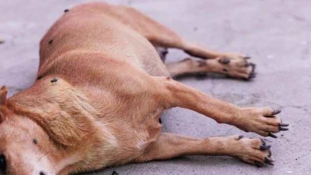 Pequeño Cadáver Perro Muerto Puesto Lado Con Moscas Alrededor Luz — Vídeos de Stock