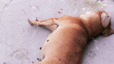 Akşam vakti sineklerle birlikte beton yüzeyde küçük ölü bir köpek cesedi yatıyordu. Yavaş çekimde seçici bir odak noktasıyla yaklaşıyordu.
