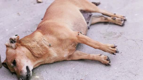 Pequeño Cadáver Perro Muerto Puesto Lado Con Moscas Alrededor Luz — Vídeos de Stock