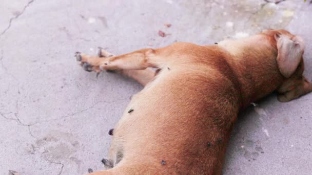 小さな死んだ犬の死体は コンクリート表面の夕方のライトでハエの周りに横たわり 選択的な焦点でゆっくりとした動きのクローズアップ — ストック動画