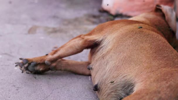 Μικρό Πτώμα Νεκρού Σκύλου Ξαπλωμένο Στην Πλευρά Του Μύγες Γύρω — Αρχείο Βίντεο